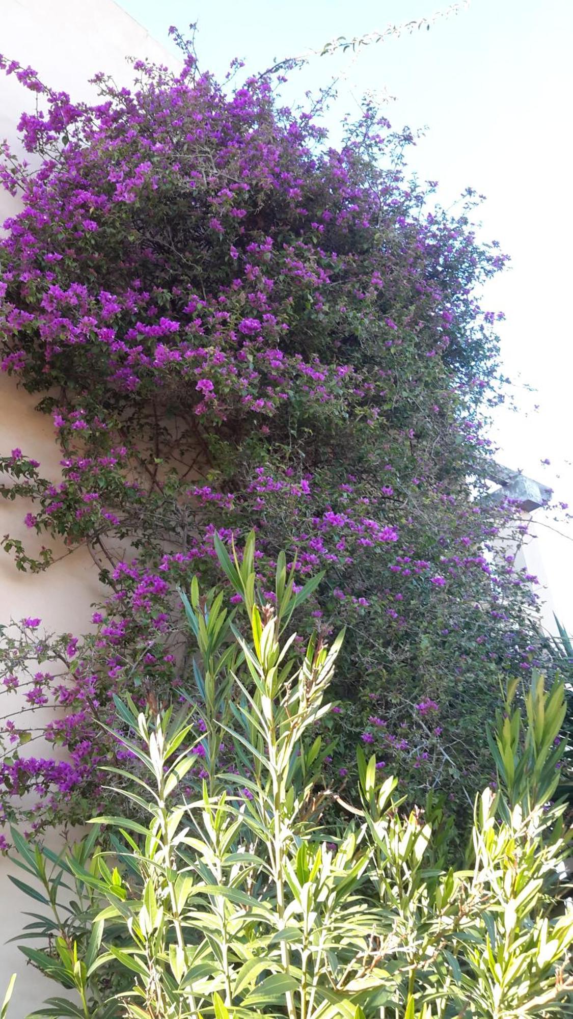 קמפוס Finca Alqueria Fosca מראה חיצוני תמונה